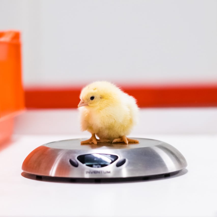 Eendagskuiken op een weegschaal